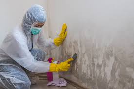 Trusted Holt, AL Mold Removal Services Experts